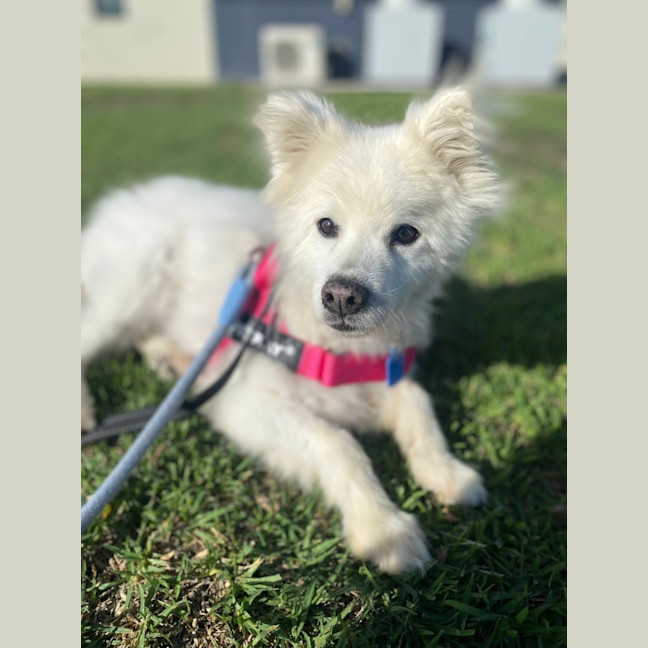 Photo of Coco