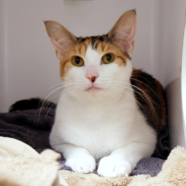 Photo of Callie Rsta014224