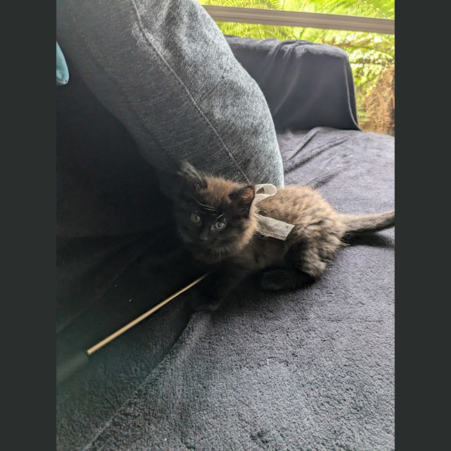 Photo of Peach