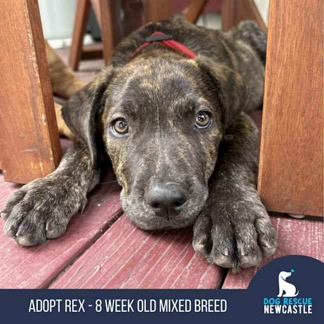 Photo of Rex   8 Week Old Mixed Breed (Trial 13/1/25)
