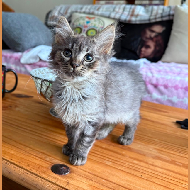 Photo of Maple **2nd Chance Cat Rescue**