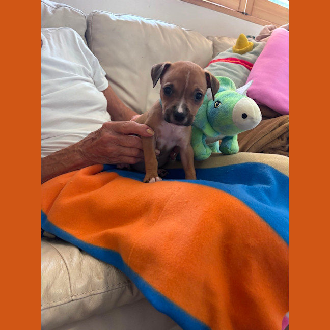 Photo of Buddy