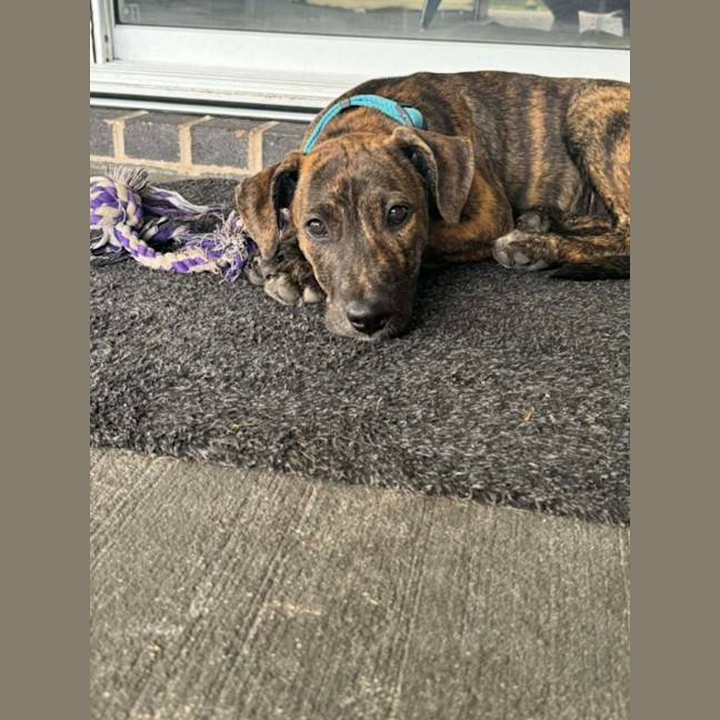 Photo of Remi   5 Month Old Bull Arab X