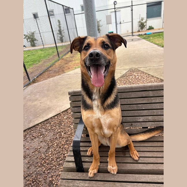 Photo of Ollie (Eddie)