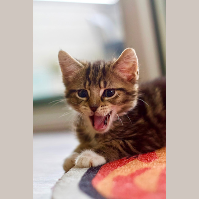 Photo of 🍞 Toast 🍞