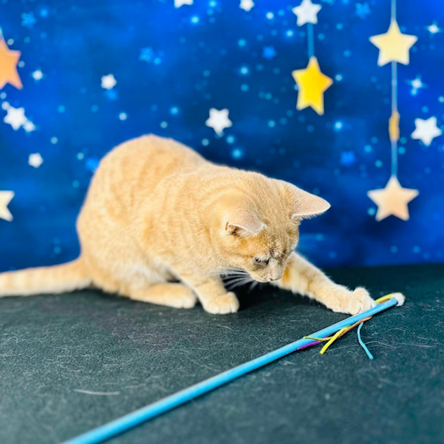 Photo of Jack (Located In Preston) 