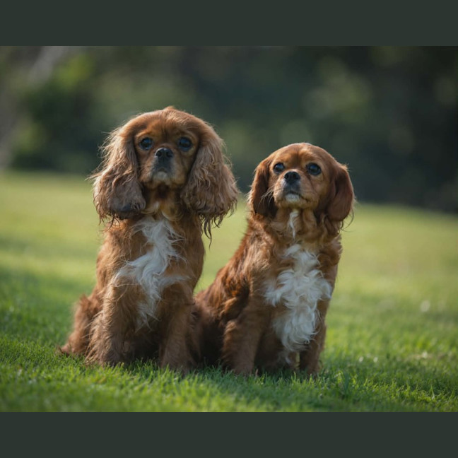 Photo of Duke And Daisy