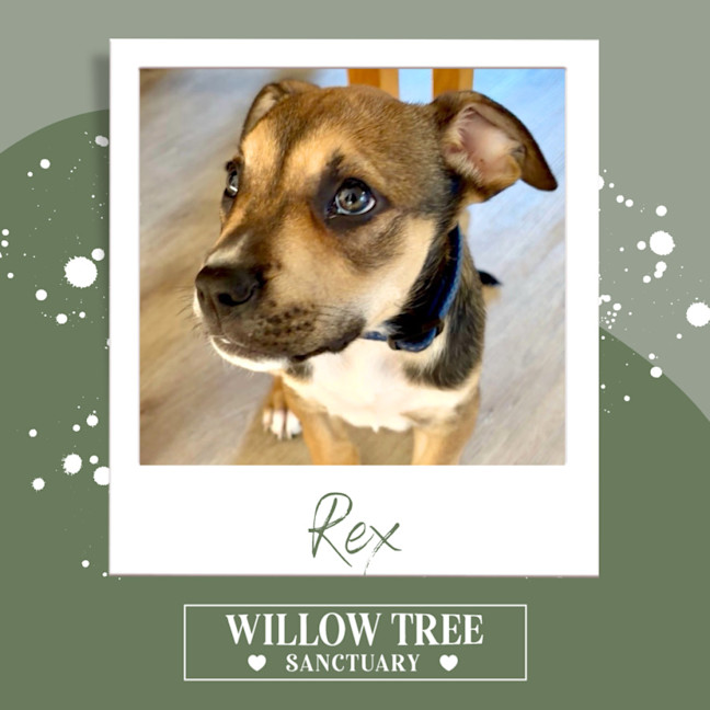 Photo of Rex