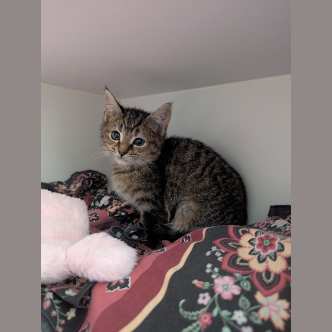 Photo of Petunia