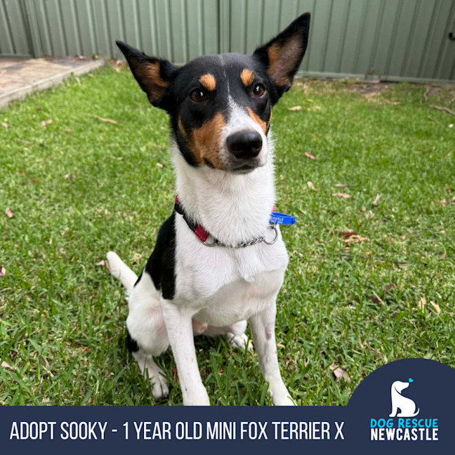 Photo of Sooky   1 Year Old Mini Foxie X