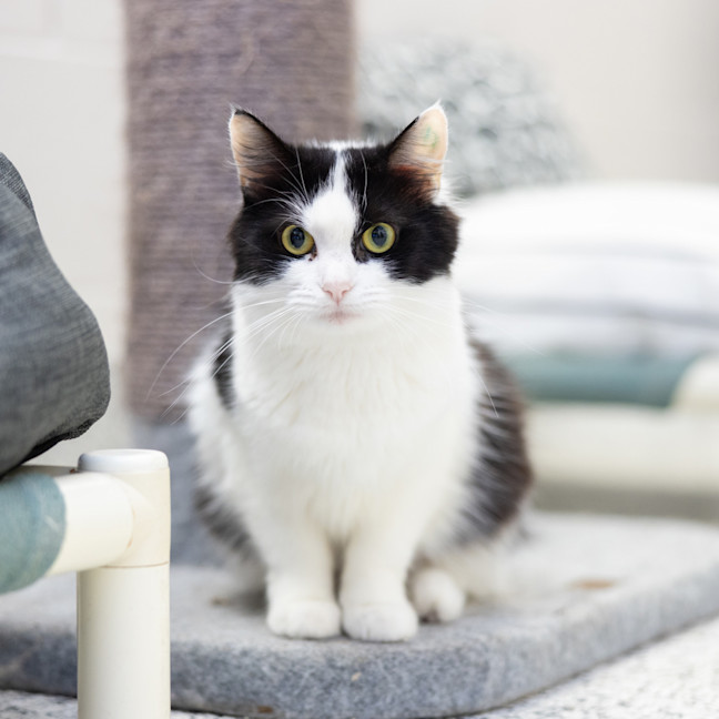 Photo of Cyclone