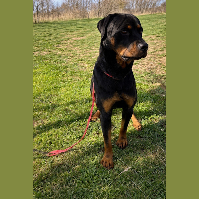Photo of Bear