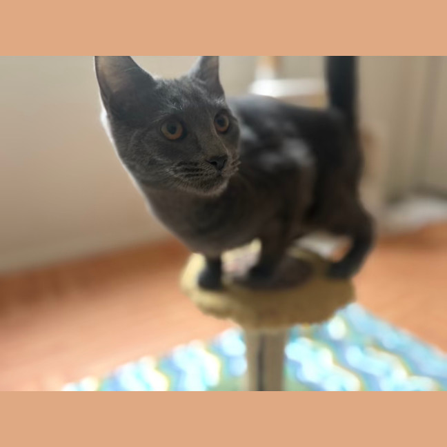 Photo of Rocket