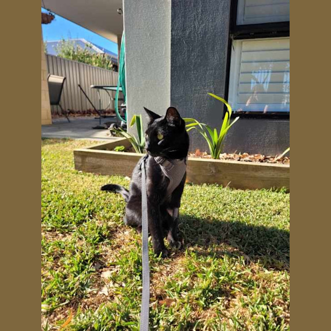 Photo of Milo