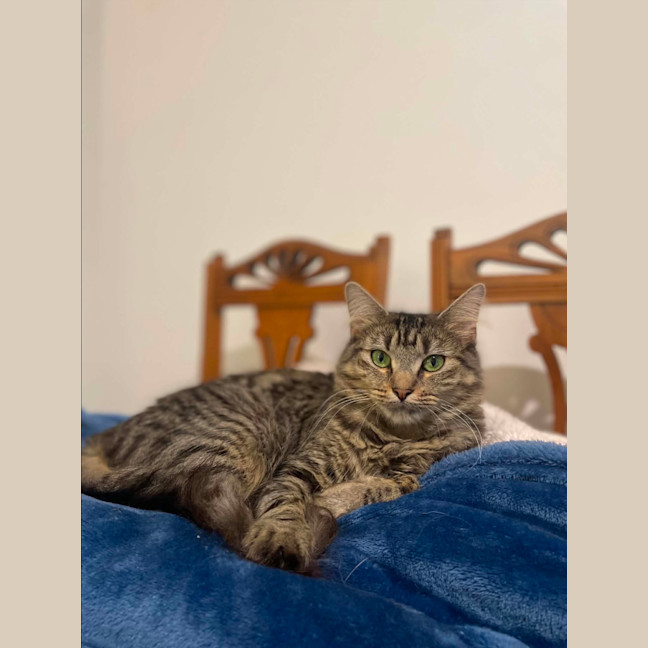 Photo of Delilah 