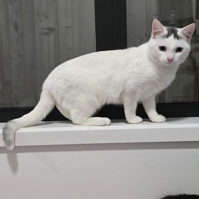 Photo of Snow White