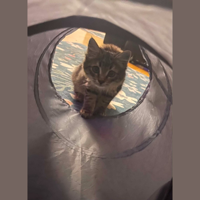 Photo of Elvie