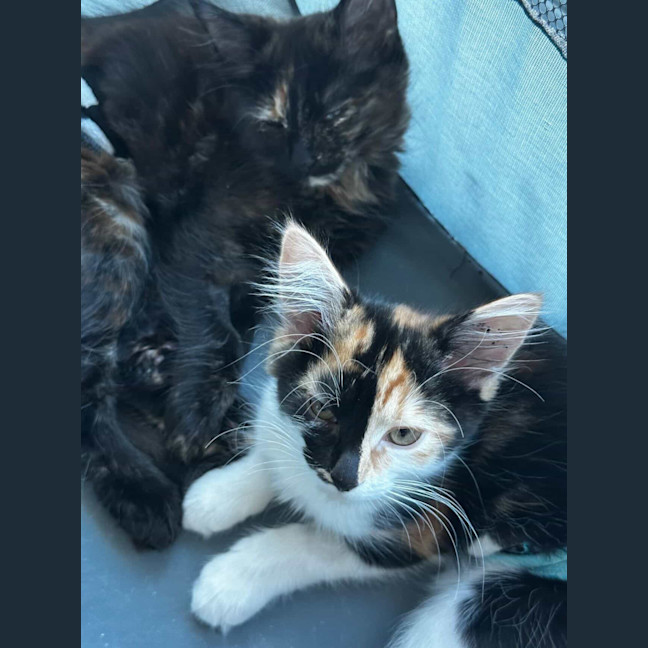 Photo of Nutmeg & Cinnamon