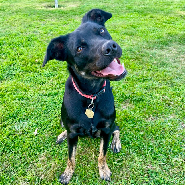 Photo of Daisy