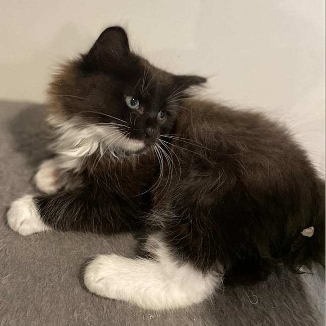 Photo of Bartley **2nd Chance Cat Rescue**