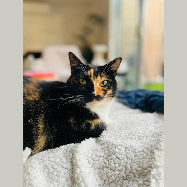 Photo of Aggie