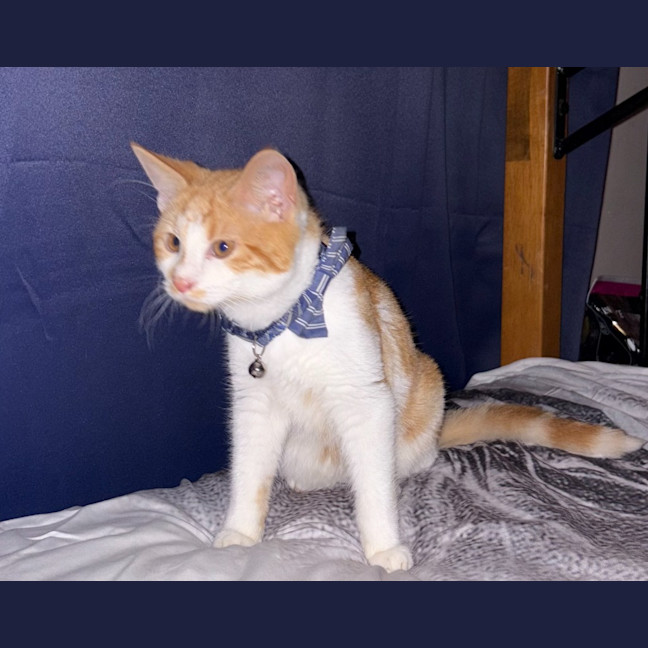 Photo of Rastus