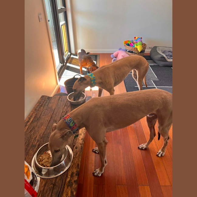 Photo of Sandy, The Greyhound