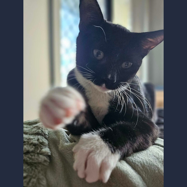 Photo of Frankenstein