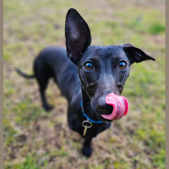 Photo of Twinkie