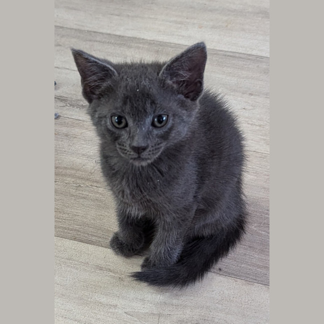 Photo of Shadow (Raffa)