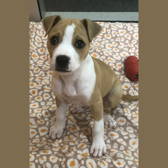 Photo of Whiskey