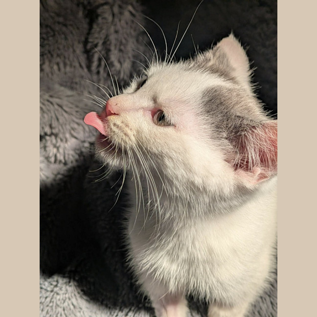Photo of Grogu   In Foster Care In Ashburton