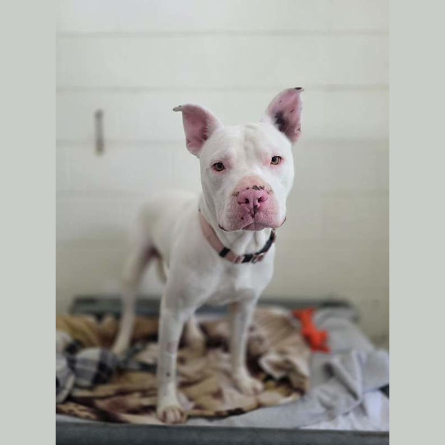Photo of Casper