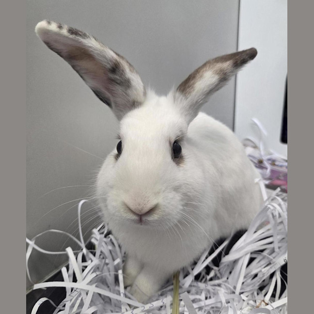 Photo of Bert (Bonded To Bethany)