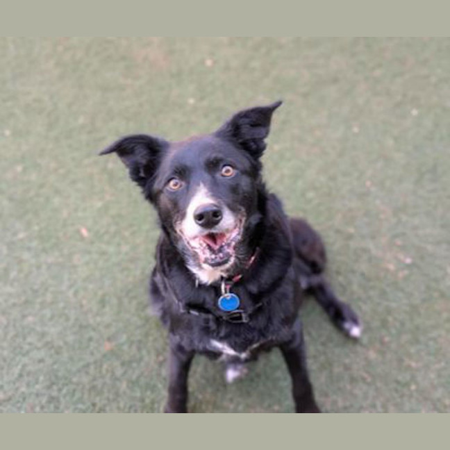 Photo of Piper