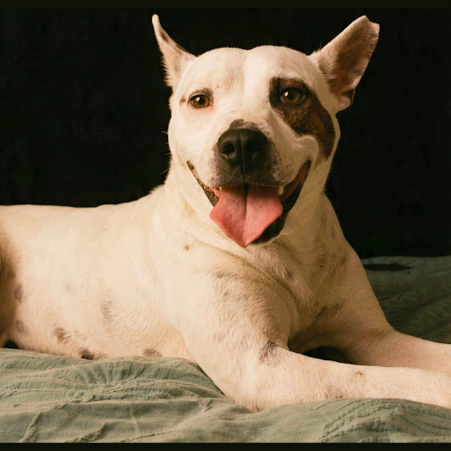 Photo of Smokey