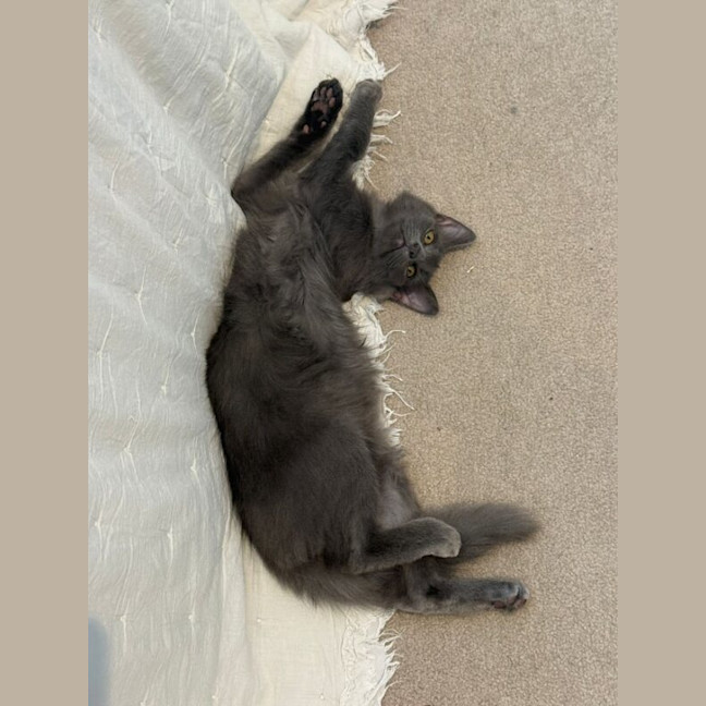 Photo of Earl Grey