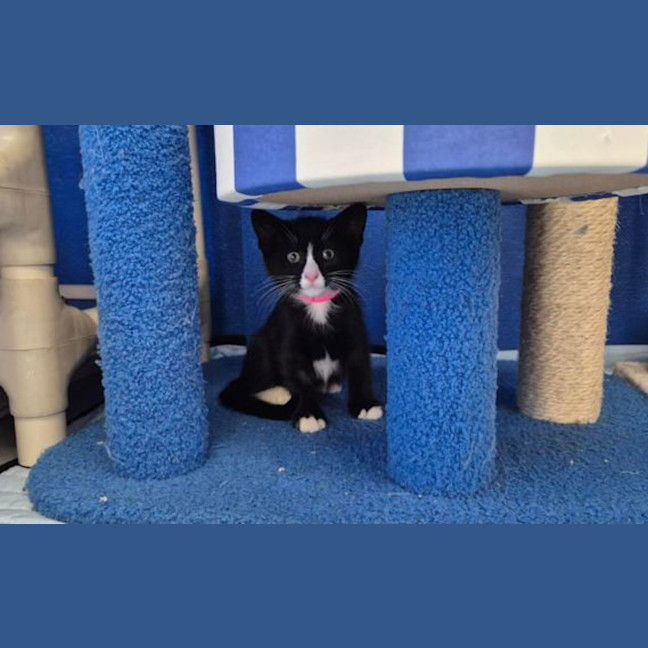 Photo of Luna