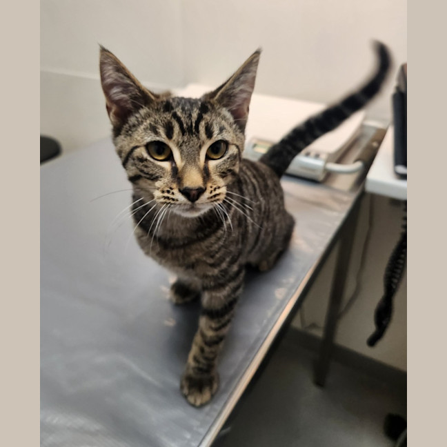 Photo of Audrey   On Display At Vets On Parker Templestowe