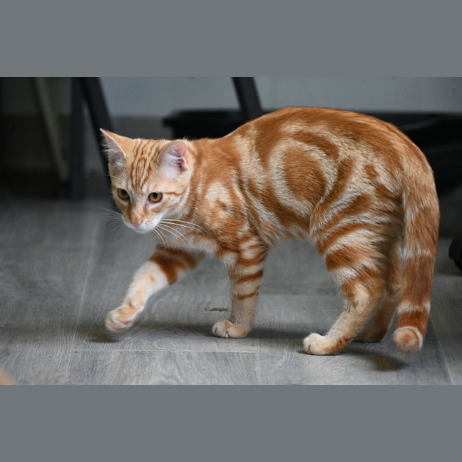 Photo of Pappardelle