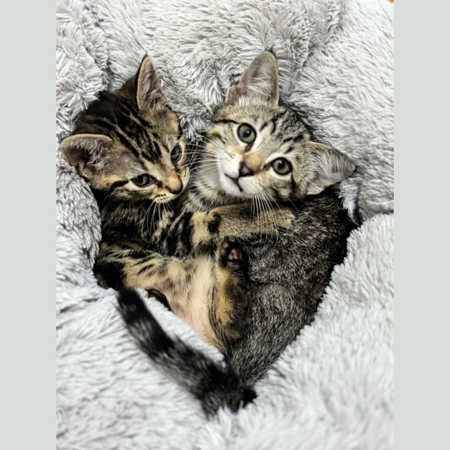 Photo of Rosco & Bobee