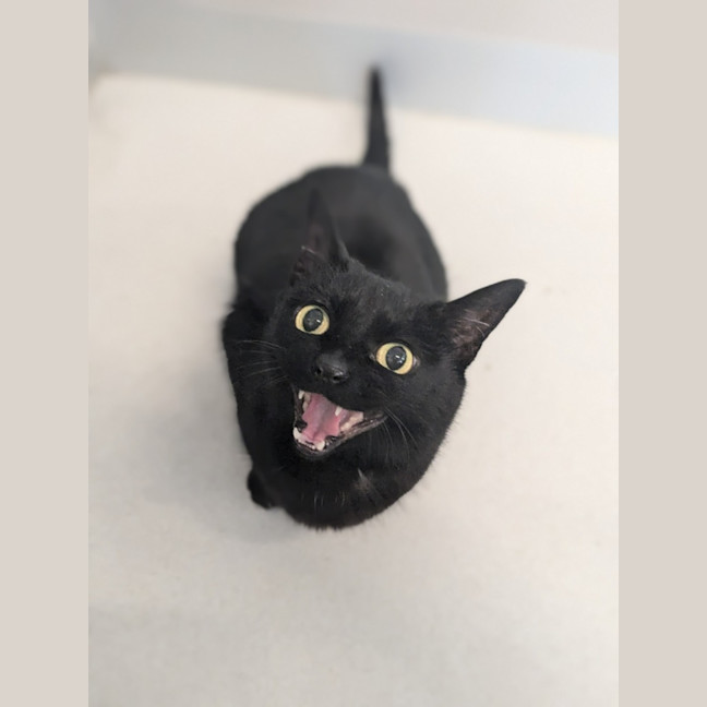 Photo of 🎀 Minka 5426 🎀