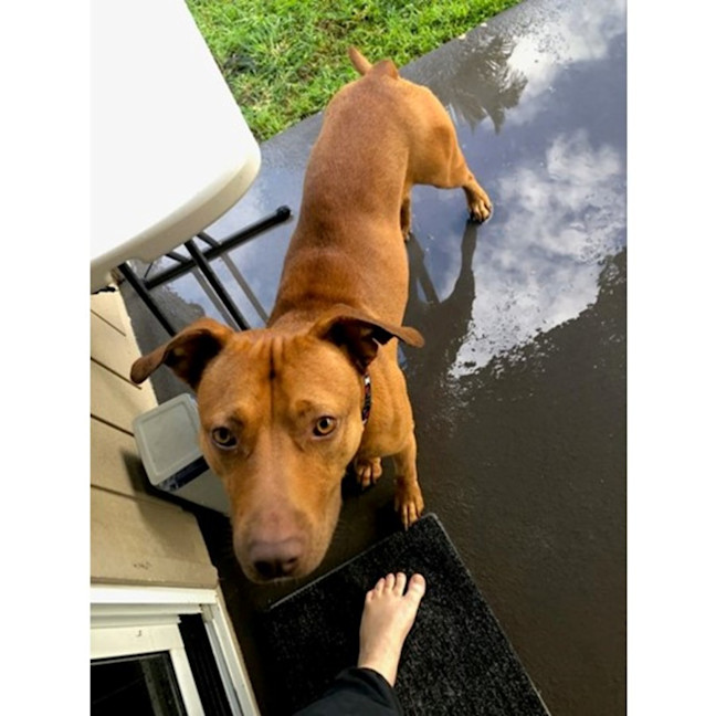Photo of Toby
