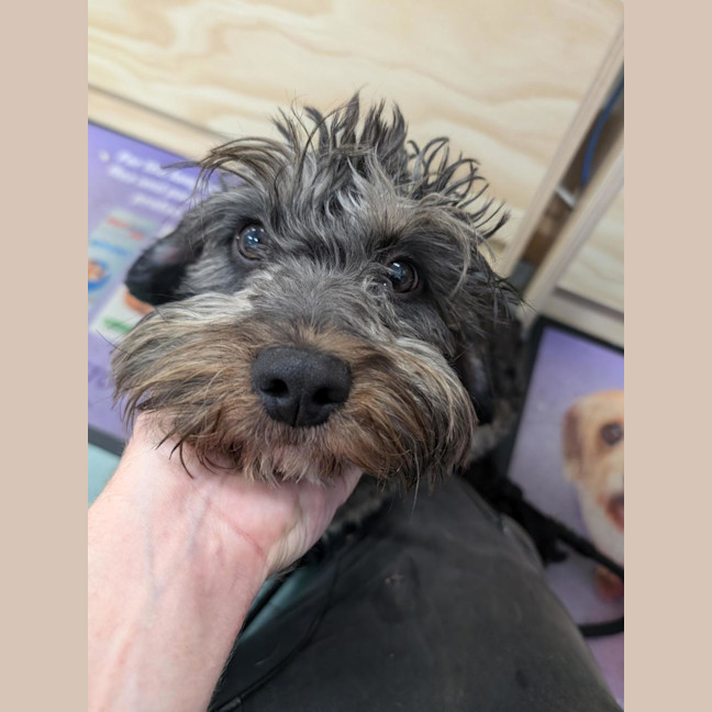 Photo of Oreo