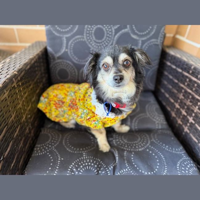 Photo of Sheila   5 Year Old Chihuahua X Pomeranian