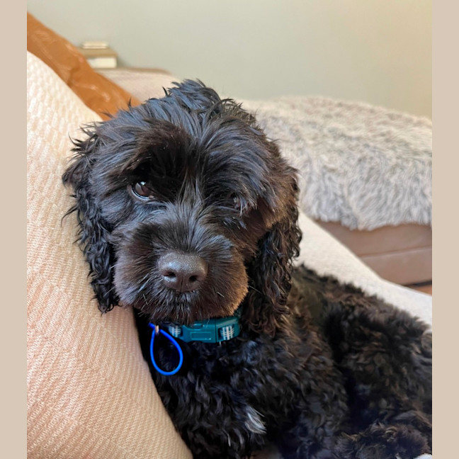 Photo of Chase   10 Month Old Cavoodle