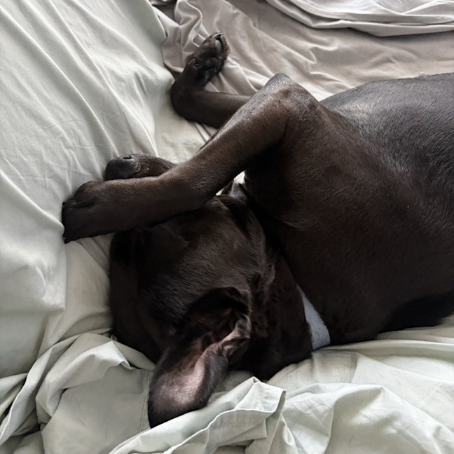 Photo of Nova