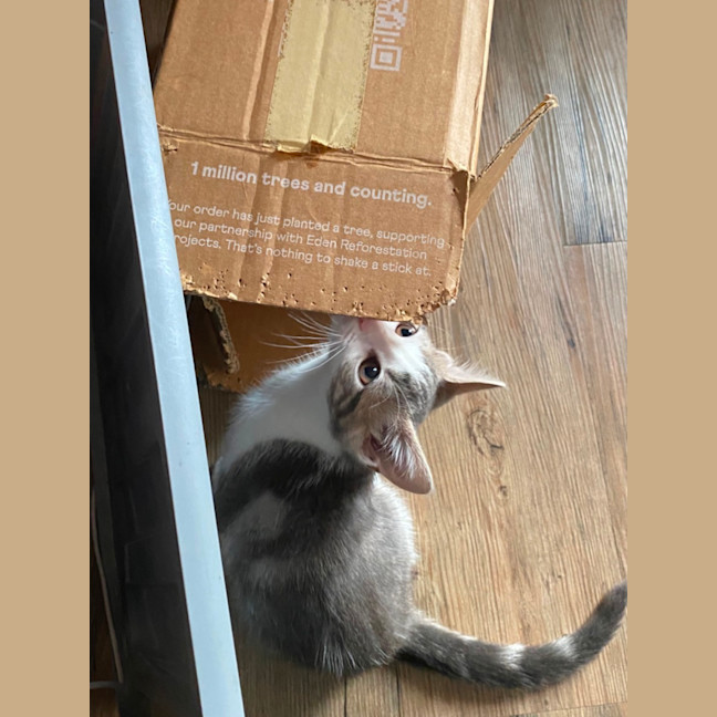 Photo of Moana   Meet Me At Petstock Chelsea