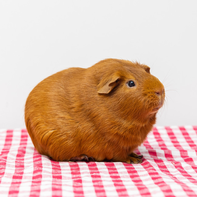 Photo of Hershey