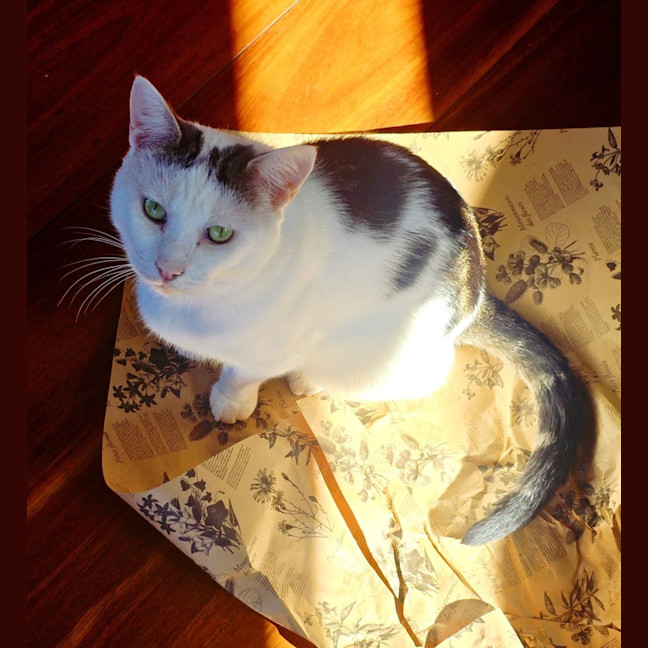 Photo of Percy